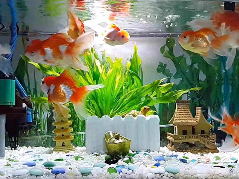 Trong nhà có 5 món đồ đặt đâu nằm đó, không được tùy tiện di chuyển - Hình 5 Trong nha co 5 mon do dat dau nam do, khong duoc tuy tien di chuyen-Hinh-5