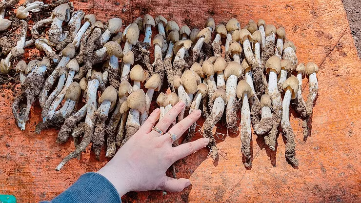Loai nam dac san moc tu to moi co gia 1,5 trieu dong/kg-Hinh-4