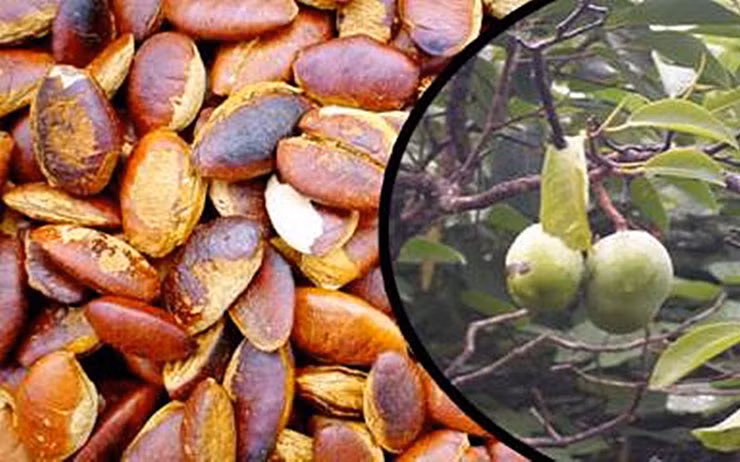 Công việc nhặt hạt Kơ nia không nặng nhọc, nhưng phải vượt đồi, vượt suối mới có thể đến được những cây Kơ nia