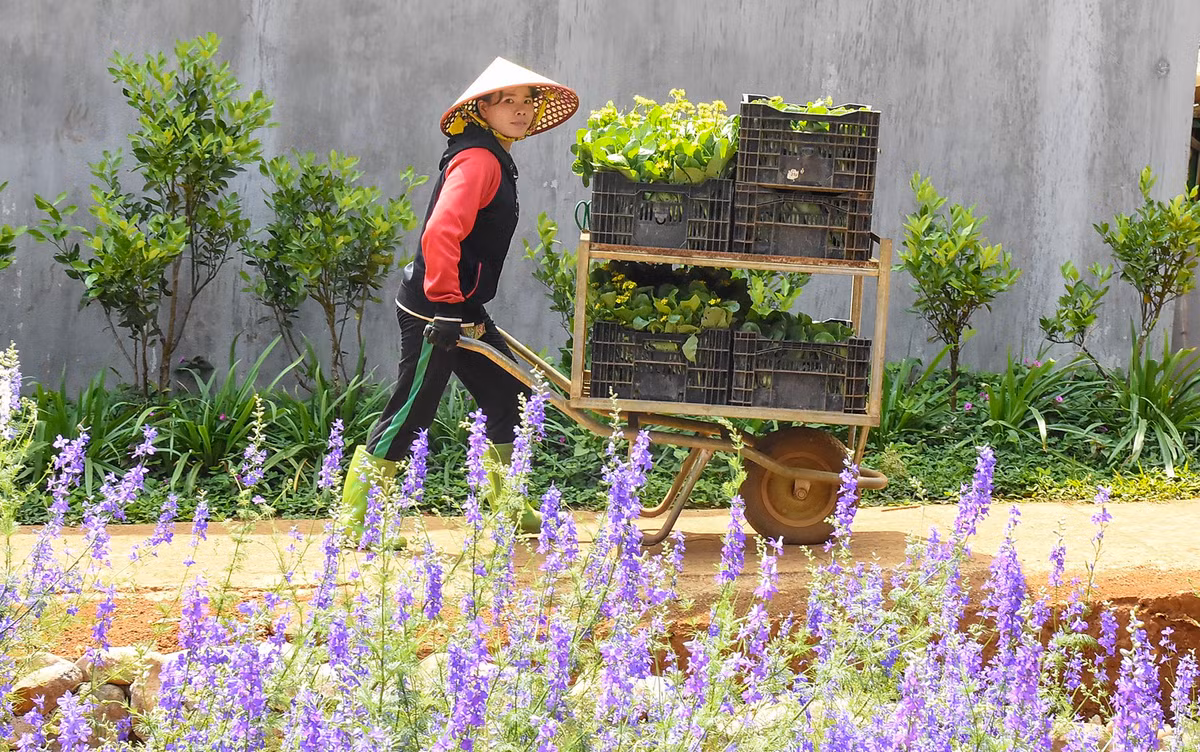 Du khách đến đây có thể đến tham quan các khu nông trại trồng rau sạch...