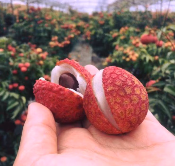 Giống vải này có vẻ ngoài đẹp mắt, nổi bật với 2 màu đỏ và xanh lá cây, theo tỷ lệ 6:4 và một đường gân màu xanh lá cây.