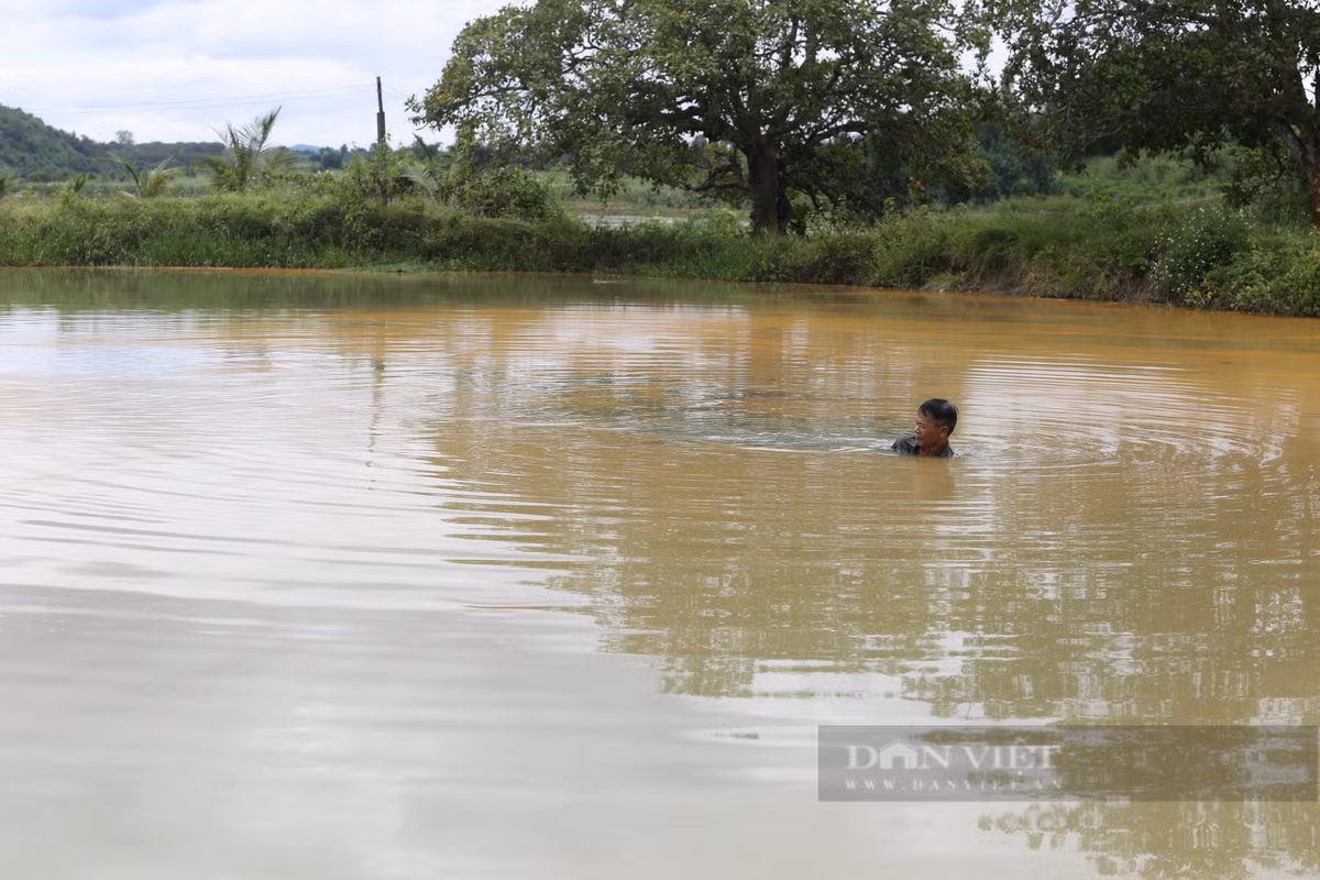 Nuoi thanh cong loai ca lang duoi do quy hiem tren song Serepok