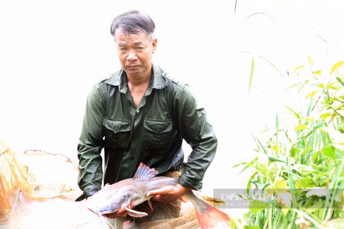 Nuoi thanh cong loai ca lang duoi do quy hiem tren song Serepok-Hinh-3
