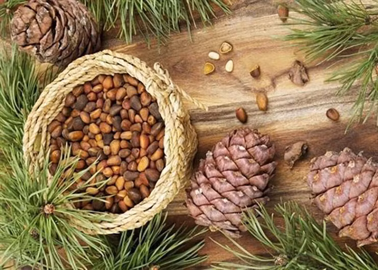 Trước đây, hạt thông rụng đầy các bìa rừng nhưng không ai nhặt hay sử dụng.