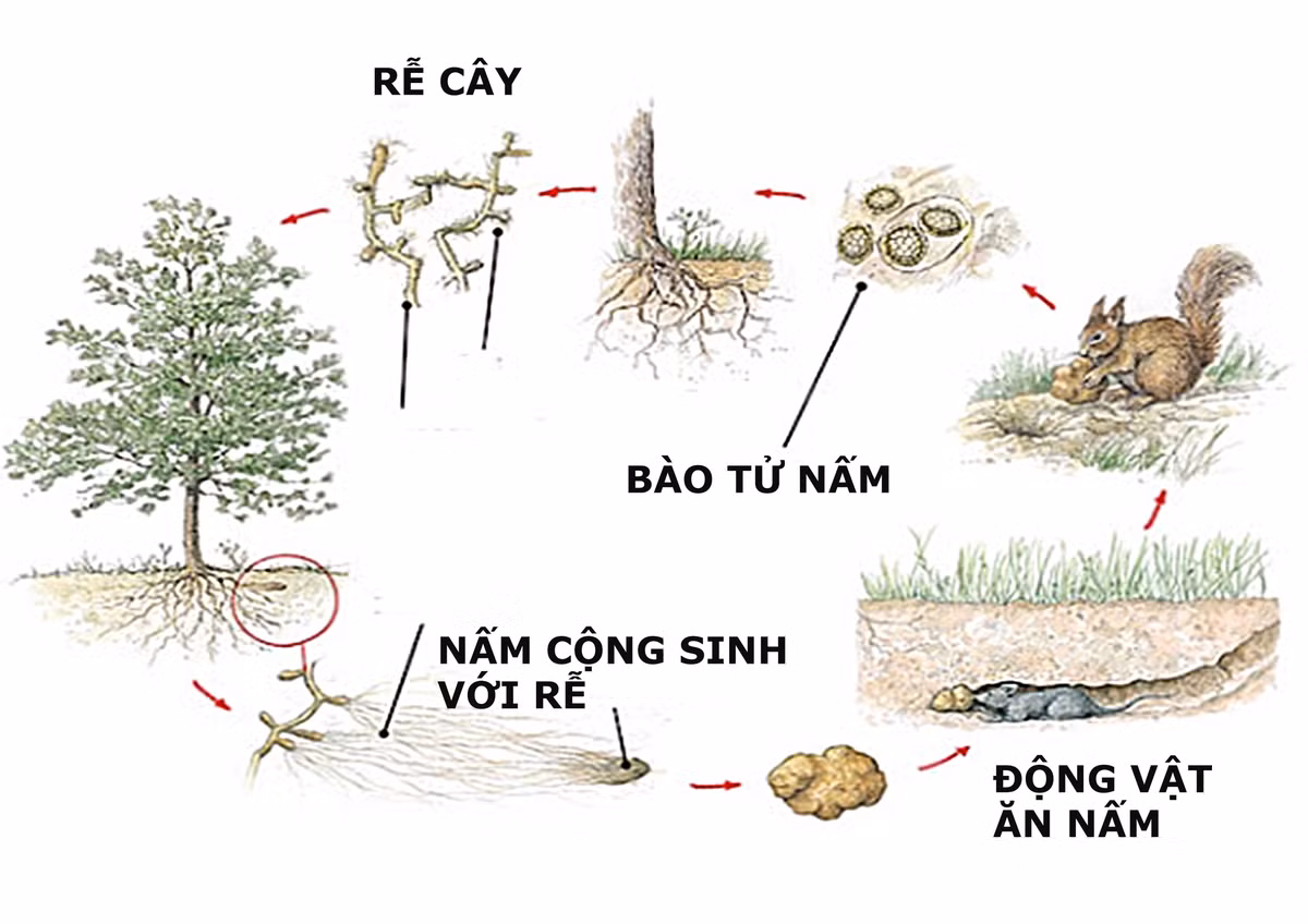 Chú chó ra sức đào ra một cục đá dưới gốc cây, là "kim cương" của ẩm thực - Hình 4 Chu cho ra suc dao ra mot cuc da duoi goc cay, la