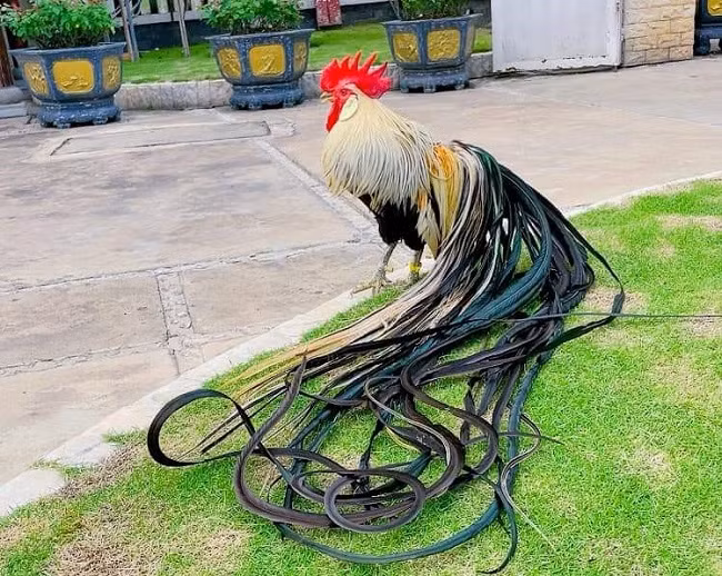 Dựa vào chiều dài của đuôi, màu lông, phong thái, dáng đi và tiếng gáy mà định giá con gà đó có giá trị bao nhiêu. (Ảnh: Châu Tấn Phát).