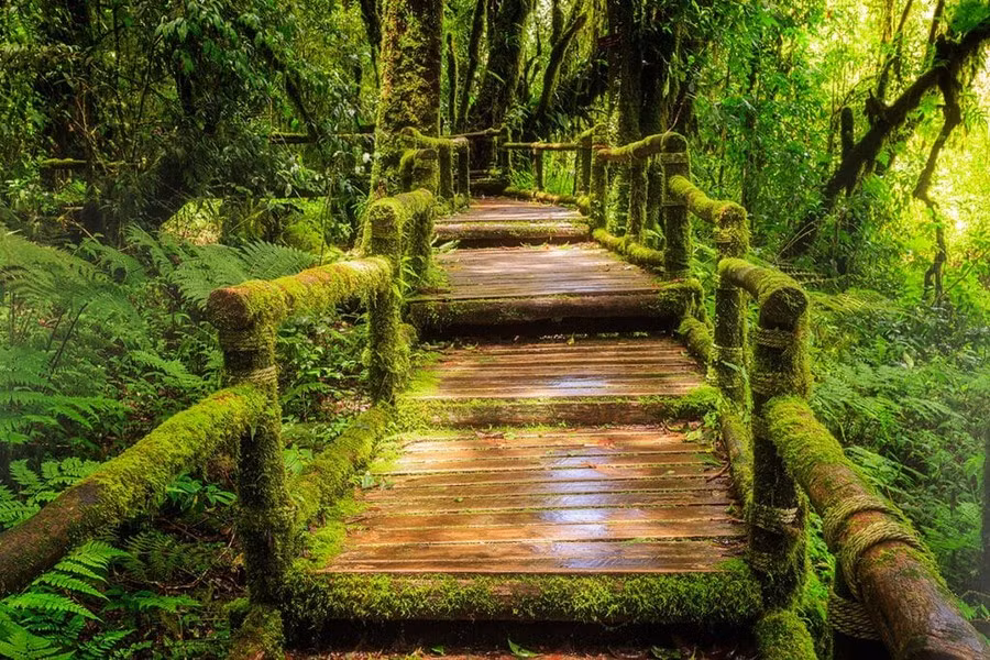 Du khách có thể tự khám phá hơn 8 dặm (13 km) đường mòn hoặc có hướng dẫn viên. Monteverde chỉ cách San Jose Costa Rica 3 giờ. Ảnh: Monteverdeinfo.