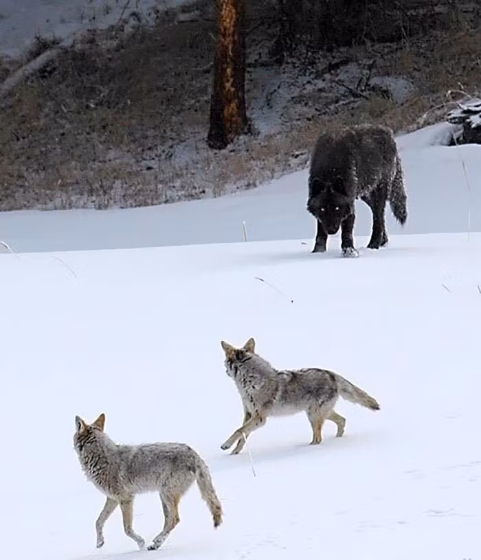 8. Sói đồng cỏ (coyote) so với sói (wolf) chỉ giống như những chú chó con mà thôi.
