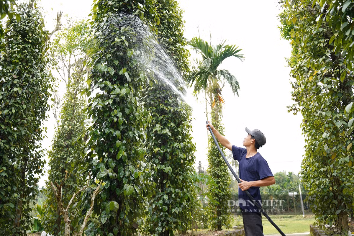 Lam kinh te vuon, lao nong Quang Nam thu nua ty/nam-Hinh-3
