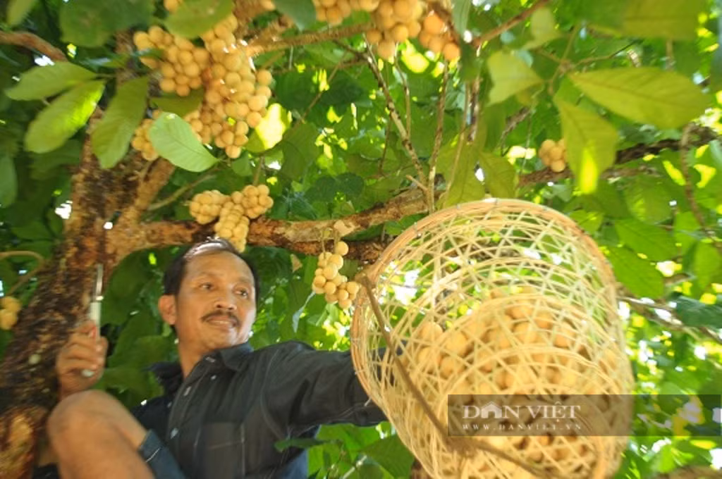 Lam kinh te vuon, lao nong Quang Nam thu nua ty/nam-Hinh-4