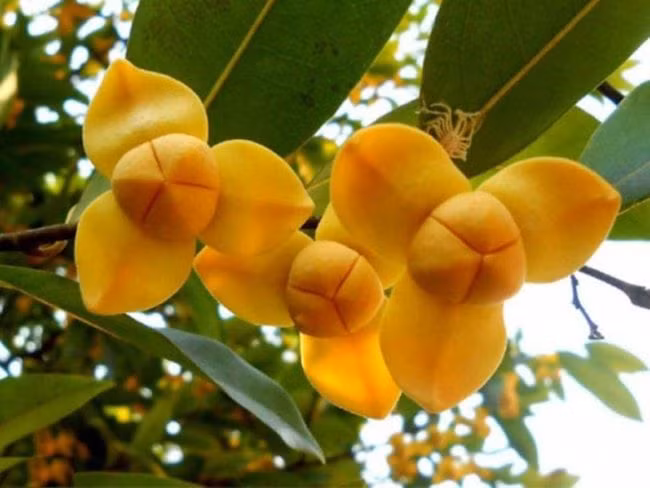 Quốc hoa là loài hoa biểu tượng cho một đất nước, được mọi người dân của đất nước đó yêu thích. Quốc hoa của Campuchia là hoa rumdul, một loài hoa độc đáo mà không phải ai cũng biết đến.