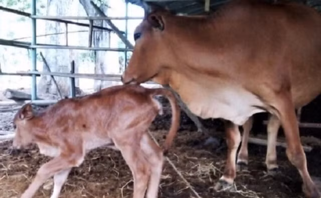 Tin vui: Bò tót mẹ gầy trơ xương đã sinh con thế hệ F3 Tin vui: Bo tot me gay tro xuong da sinh con the he F3