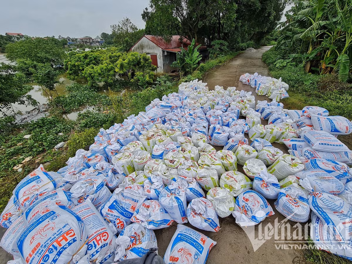 "Gia đình tôi ở đây khoảng hơn 6 năm, chủ yếu là trông coi trang trại. Những năm gần đây tình trạng ngập úng xuất hiện ngày một nhiều. Cách đây khoảng một tuần, đoạn đê hữu Đáy cách nhà tôi mấy bước chân bị sụt, dù lo lắng nhưng tôi vẫn ở đây để trông coi tài sản", ông Quý nói và cho biết, chính quyền xã Xuy Xá đấu nối nguồn điện của nhà ông để thắp sáng, hỗ trợ việc canh đê. (Chính quyền xã Xuy Xá chất hàng trăm bao tải cát để chống vỡ đê)