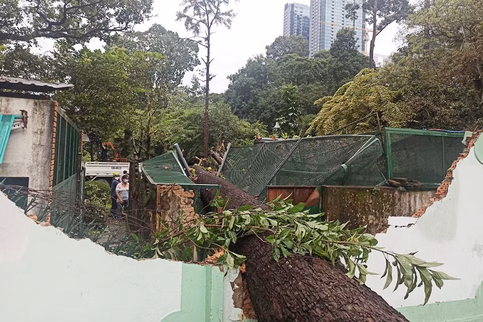 Cay xanh bat goc, de sap chuong thu trong Thao Cam Vien
