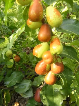 Táo: Có tác dụng an thần, ích trí bổ não, tăng cảm giác thèm ăn, nâng cao sức đề kháng. Ngoài ra, táo còn có thể phòng và điều trị bệnh huyết áp cao, loãng xưỡng và thiếu máu. Vì vậy, đây là thực phẩm bổ dưỡng đặc biệt tốt trong thời tiết giao mùa cho người già và trẻ nhỏ. Hơn nữa, do táo có chứa một số lượng lớn các chất chống dị ứng như cyclic adenosine monophosphate nên nó có thể ngăn chặn sự xuất hiện các triệu chứng của bệnh dị ứng.