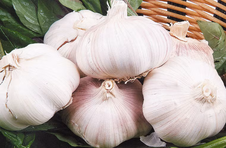 Tỏi có chứa allicin, nếu đang đói ăn tỏi sẽ kích thích mạnh đến niêm mạc dạ dày và thành ruột, dễ gây co thắt dạ dày và đau bụng.