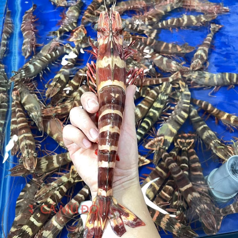 Tom sieu khung: Viet Nam ban 1,7 trieu/kg, nguoi giau chot don am am-Hinh-2