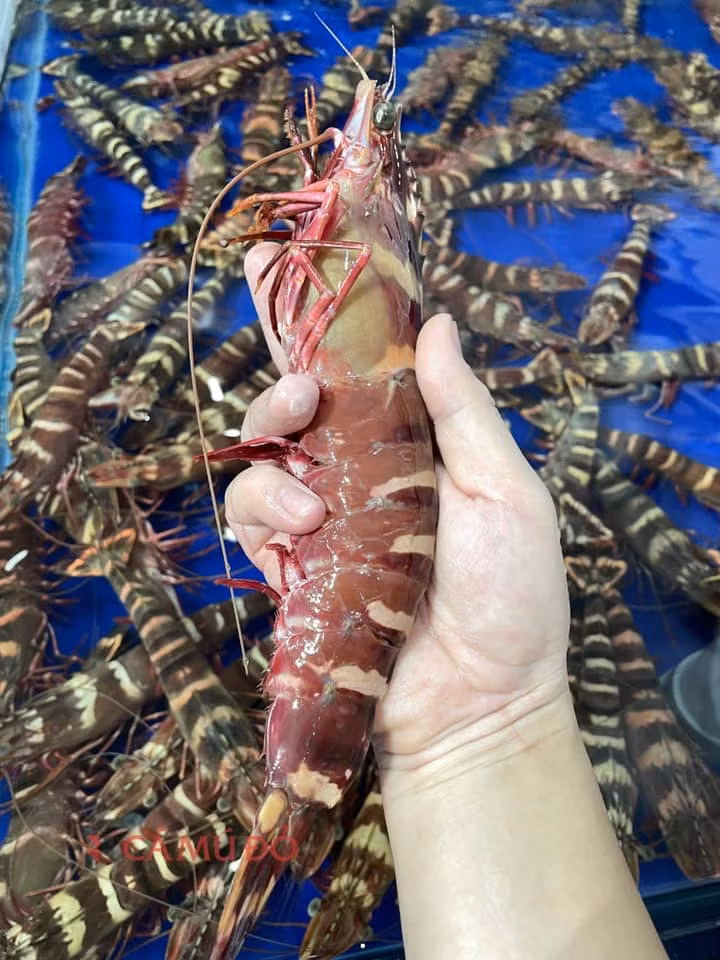 Tôm siêu khủng: Việt Nam bán 1,7 triệu/kg, người giàu chốt đơn ầm ầm Tom sieu khung: Viet Nam ban 1,7 trieu/kg, nguoi giau chot don am am