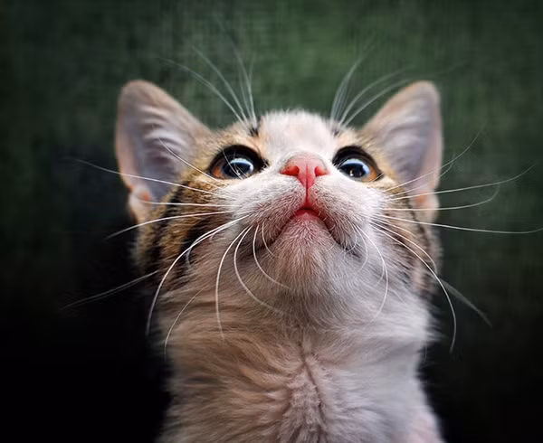 Hi vọng...