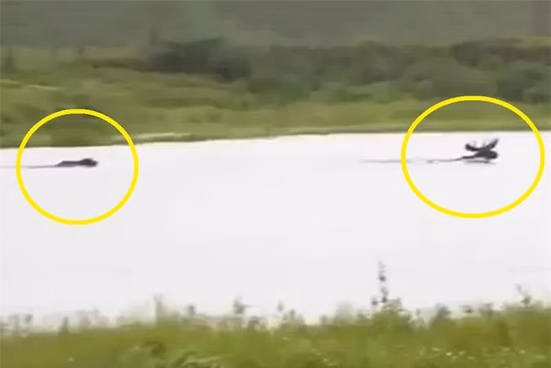 Gấu xám Bắc Mỹ truy sát nai sừng tấm dưới nước ảnh 1
