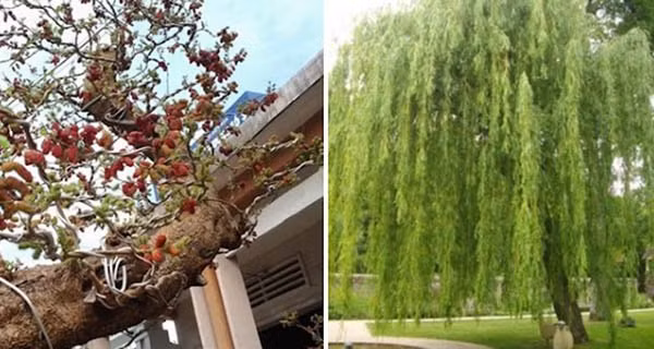 Cuối năm thấy 5 cây này chắn trước cửa, chặt ngay kẻo khắc Thần Tài Cuoi nam thay 5 cay nay chan truoc cua, chat ngay keo khac Than Tai