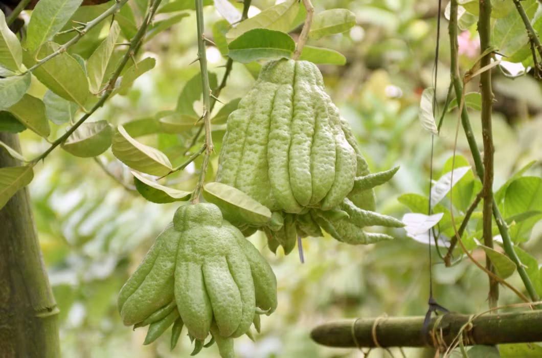 Do chi phí trồng, chăm sóc phật thủ không quá cao so với các loại cây cảnh khác nhưng lại "được giá", nhờ vậy nhiều nhà vườn trồng phật thủ có thu nhập "khủng" lên tới hàng tỷ đồng.