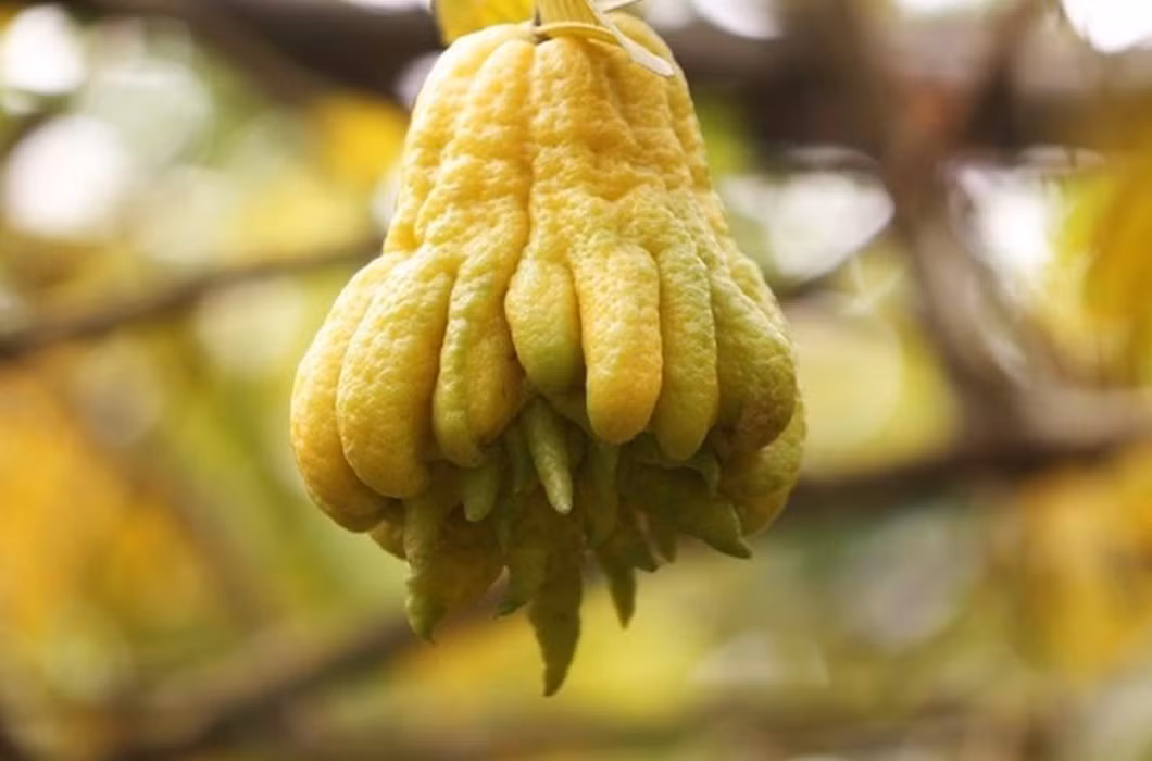 Loại quả này có tên gọi là phật thủ (hay còn gọi là tay phật). Quả phật thủ không dùng để ăn mà chủ yếu chỉ dùng để thờ cúng.