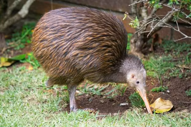 Chim Kiwi. Đây là loài chim bản địa của New Zealand và được xem là biểu tượng quốc gia. Chỉ có khoảng 5 loài thuộc giống chim Kiwi. Chim Kiwi rất bé nhỏ nên chúng khá nhút nhát và chuyên sống về đêm.