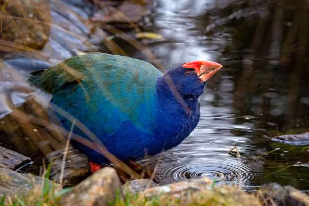 Chim Takahe. Loài chim này chỉ được tìm thấy tại New Zealand và đã được cho là tuyệt chủng cho đến khi người ta tìm thấy một vài cá thể ít ỏi ở gần hồ Te Anau tại núi Murchison. 