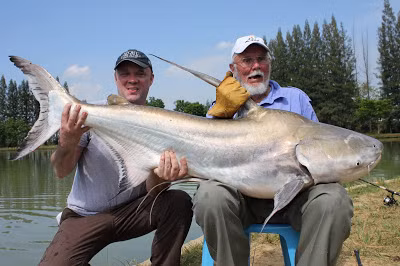 Con cá tra khổng lồ nặng 45 kg bắt được ở Thái Lan.