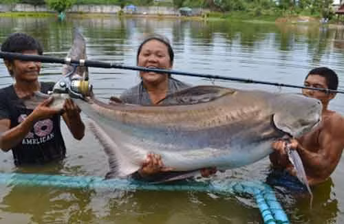 Nữ cần thủ người Australia Benchawan Thiansungoen đã câu được chú cá da trơn nặng hơn 50 kg ở Thái Lan.