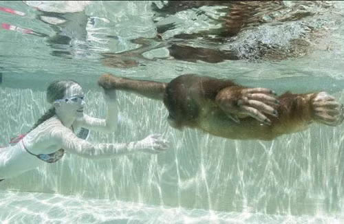 Con tinh tinh orangutan, tên Suryia, được quay phim trong sở thú tư nhân ở Nam Carolina khi nó bơi hơn 12 m bằng các động tác tương tự bơi ếch.