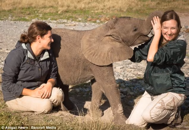 Abigail Hearn, 24 tuổi, và đồng nghiệp của cô Lisa Olivier, 28 tuổi, đang chăm sóc một chú voi con mồ côi tại công viên tại Knysna Park ở Nam Phi.