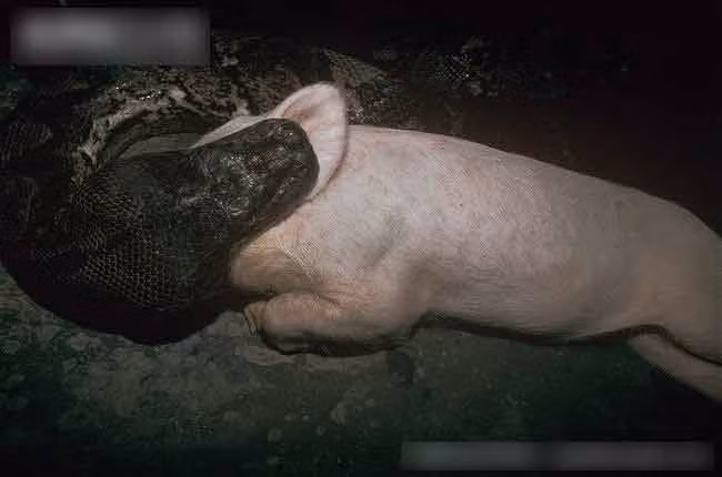 Trăn nuốt một con lợn khá lớn.