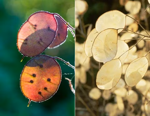 Lunaria annua là loài cây sống ở châu Âu. Chúng nổi bật bởi những quả hạt trong suốt. Ở Đông Nam Á, chúng được ví như cây tiền bạc bởi trông giống như các đồng xu.