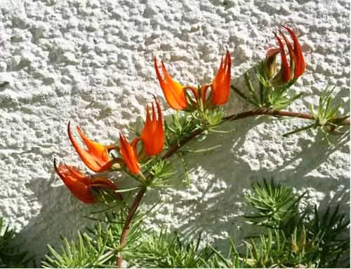 Hoa mỏ vẹt có tên khoa học là Lotus berthelotii. Đây là loài hoa rất hiếm, được coi là hoàn toàn tuyệt chủng trong tự nhiên. Người ta đã tiến hành thí nghiệm để thụ phấn cho hoa và trồng ngoài tự nhiên nhưng rất ít những thí nghiệm này thành công. Vì vậy, Lotus Berthelotii chỉ được nuôi và nhân giống trong các phòng thí nghiệm.