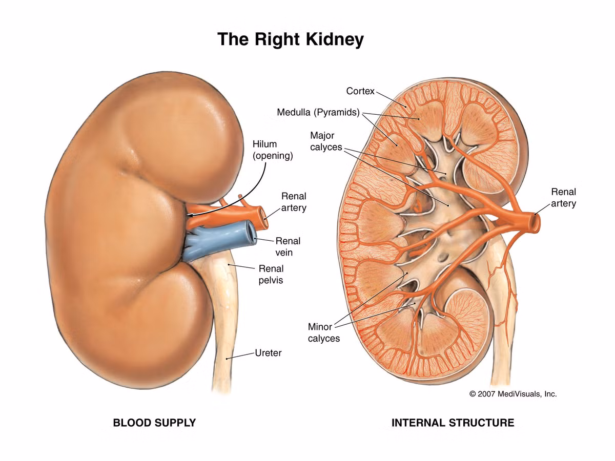 10. Thận. Cơ thể bị quá cân béo phì, uống nước có chứa hàm lượng arsen và hút thuốc lá là 3 nguyên nhân chính dẫn đến bệnh ung thư thận. 