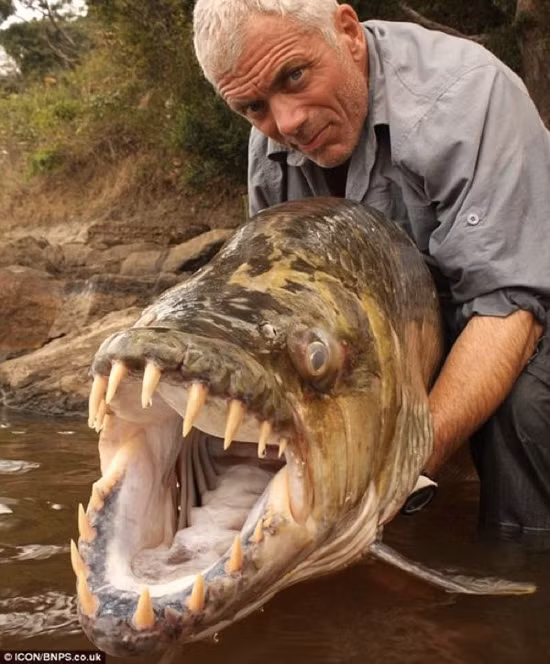 Cá hổ Congo (Goliath) là loài cá huyền thoại của các con sông ở Congo. Miệng của con “quái vật” này được trang bị hàm răng sắc nhọn, như những lưỡi dao dài tới 5 cm.