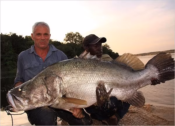 Jeremy và một con cá rô khổng lồ ông vừa bắt được ở sông Nile. Loài cá rô sông Nile này khi trưởng thành có thể dài gần 2 m và nặng khoảng 230 kg.
