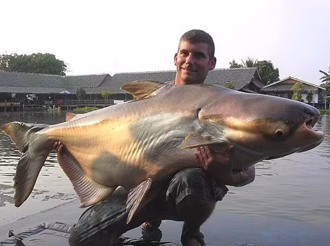Với chiều dài lên tới 3,2 m và khối lượng lên tới 300 kg, cá tra dầu là một trong những loài cá nước ngọt lớn nhất thế giới. Tuy nhiên, chúng đang đối mặt với nguy cơ tuyệt chủng cao nhất trong số các loài cá của sông Mekong.