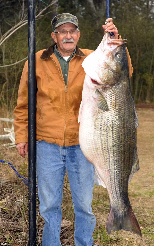 Ông Alabama James R. Bramlett (65 tuổi) câu được con cá bass sọc gần 32 kg trên sông Black Warrior, thuộc tiểu bang Alabama, Mỹ.
