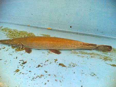 Con cá lạ được bắt ở một dòng kênh ở Kiên Giang. “Quái ngư” này nặng 4,7 kg, dài gần 1 m, hình dáng rất đẹp, toàn thân màu vàng óng ánh, thân tròn, miệng dài, hàm răng giống như cá sấu (Ảnh: Người lao động).