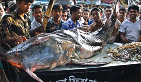 Con cá chiên "khủng" nặng 150 kg săn được ở Ấn Độ, được bày bán ngoài chợ.