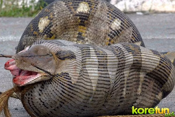 Con trăn phình lên sau khi nuốt chửng con mồi lớn.