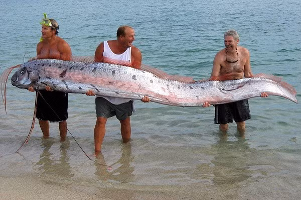 Một con cá Oar “khủng” bị ngư dân đánh bắt.