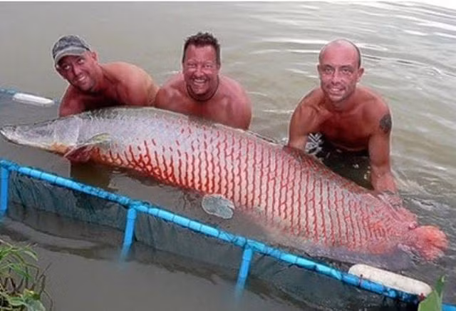 Cần thủ Jeremy Smith được sự giúp đỡ của hai người khác để đưa con cá arapaima hải tượng nặng gần 200 kg lên bờ ở Khu Câu cá Giải trí Gillhams, Thái Lan.