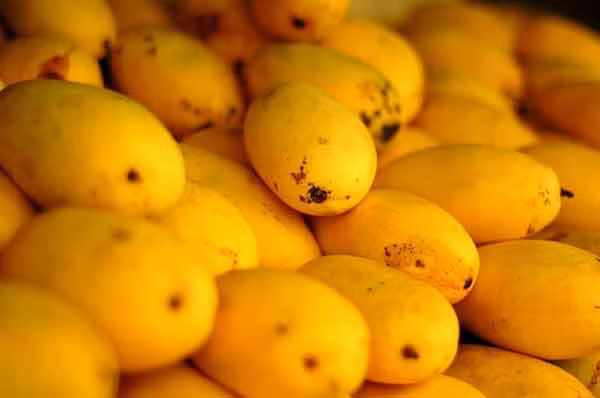 Chất polyphenol được chiết xuất từ xoài có tác dụng trong việc phòng chống các loại ung thư ruột kết và ung thư vú.