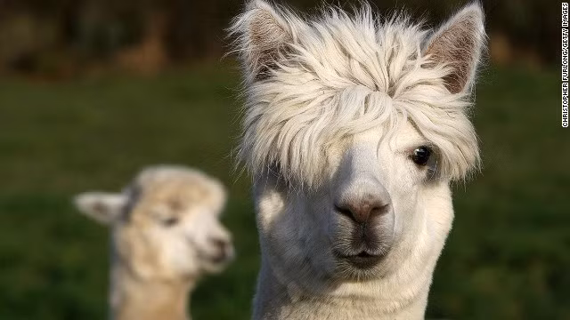Lạc đà Alpaca là một loài động vật Nam Mỹ, có họ hàng với lạc đà. Một con lạc đà Alpaca trưởng thành có chiều dài khoảng 81 - 99 cm và nặng khoảng 48 - 84 kg. Bộ lông của Alpaca rất có giá trị, nên các con lạc đà Alpaca sẽ được mang ra cắt tỉa lông. Phần lông thân được dùng trong công nghiệp nhưng riêng phần lông trên đầu và cổ sẽ được giữ lại để sáng tạo nên những "kiểu tóc" hay ho. Những "bộ tóc" mới sẽ giúp lạc đà Alpaca có một khuôn mặt cực kỳ sành điệu và đáng yêu.