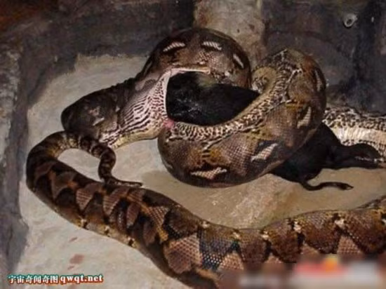 Con trăn to lớn nuốt một con lợn rừng.