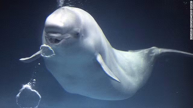 Cá voi Beluga thường sống ở các vùng biển lạnh của Bắc Cực. Nó dài khoảng 4m, màu trắng và đặc biệt là có một u cục trên đầu. Nó có kích thước tương đối nhỏ, chỉ khoảng 1/5 kích thước của con cá voi xanh.
